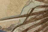 Fossil Palm and Fish Mural - Green River Formation, Wyoming #299796-6